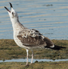 Larus armenicus